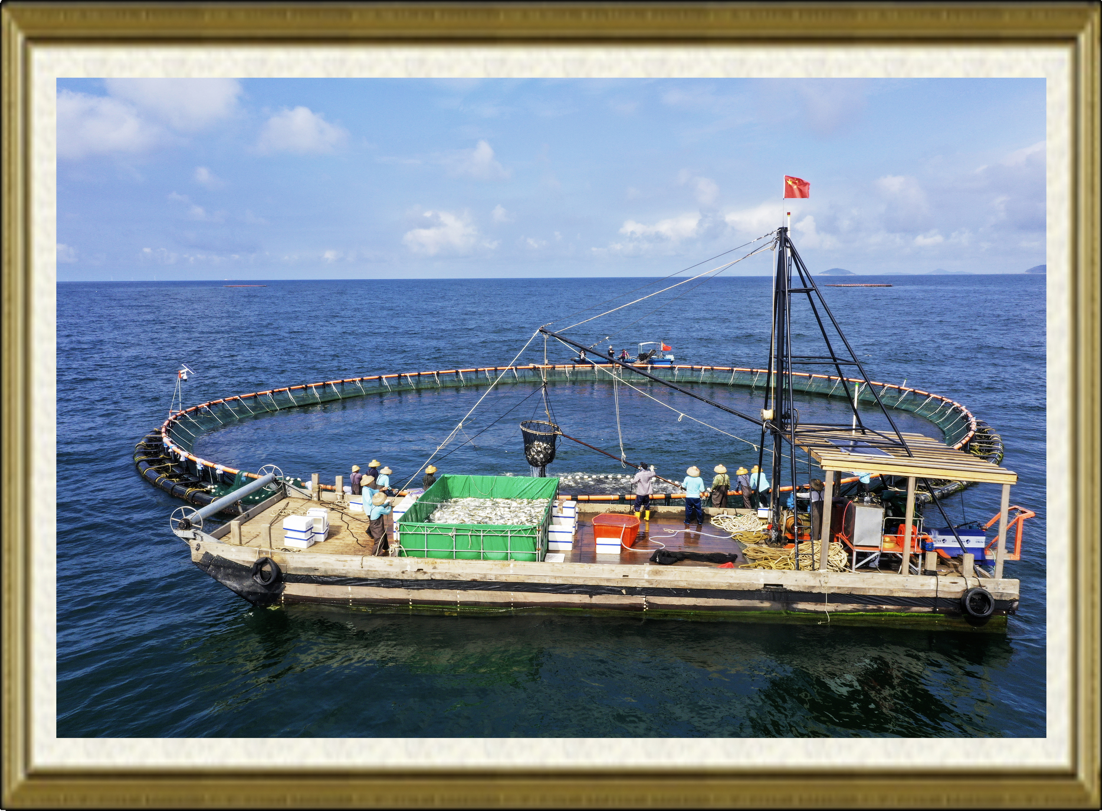 收获金鲳鱼（吴浪华）.jpg